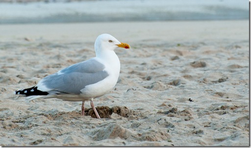 bird seagull-1-2