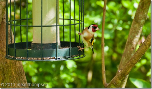 bird goldfinch-1-1